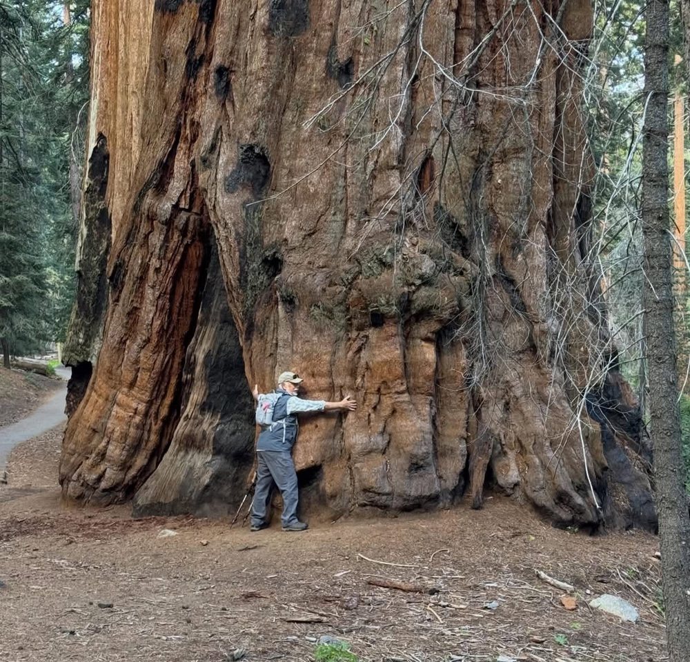 D. E. Johnston hugging a giant sequoia